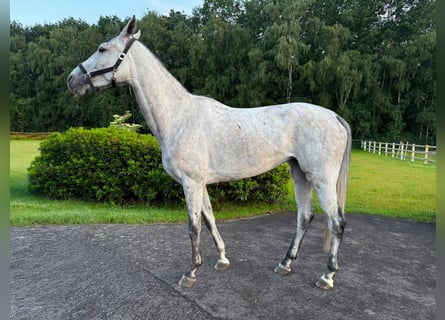 Deutsches Sportpferd, Stute, 5 Jahre, 166 cm, Schimmel