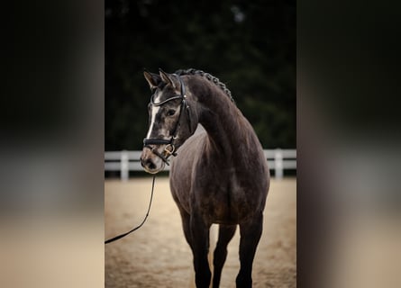 Deutsches Sportpferd, Stute, 5 Jahre, 166 cm, Schimmel