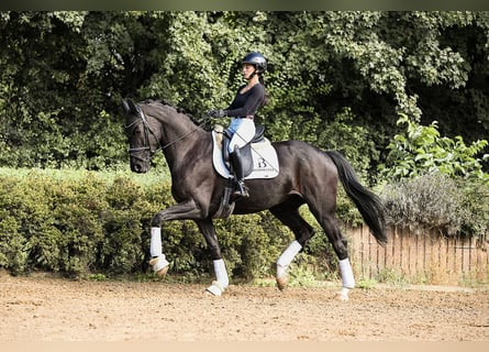 Deutsches Sportpferd, Stute, 5 Jahre, 167 cm, Rappe