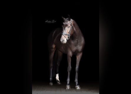Deutsches Sportpferd, Stute, 5 Jahre, 167 cm, Schwarzbrauner