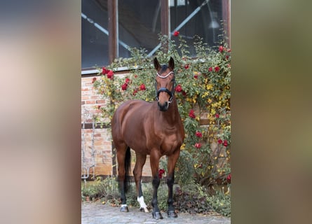 Deutsches Sportpferd, Stute, 5 Jahre, 168 cm, Brauner