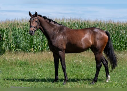 Deutsches Sportpferd, Stute, 5 Jahre, 168 cm, Brauner