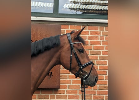 Deutsches Sportpferd, Stute, 5 Jahre, 168 cm, Brauner