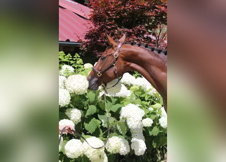 Deutsches Sportpferd, Stute, 5 Jahre, 168 cm, Brauner