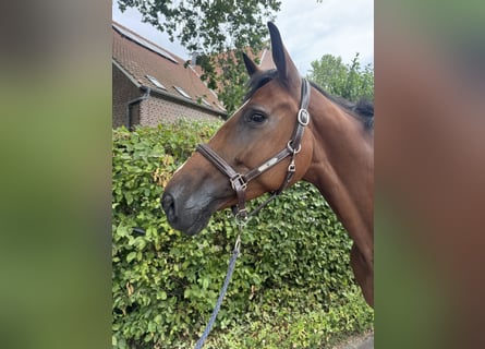 Deutsches Sportpferd, Stute, 5 Jahre, 168 cm, Brauner