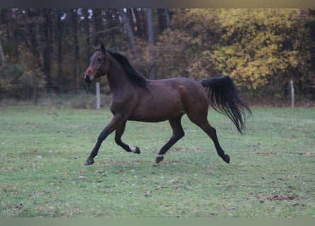 Deutsches Sportpferd, Stute, 5 Jahre, 168 cm, Brauner