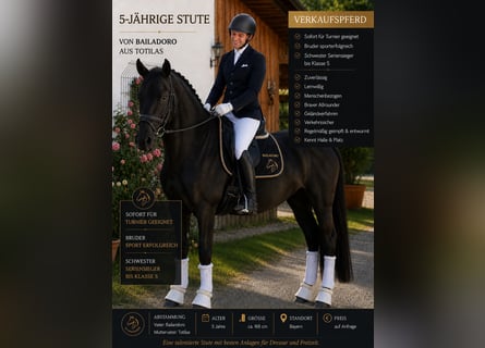 Deutsches Sportpferd, Stute, 5 Jahre, 168 cm, Dunkelbrauner