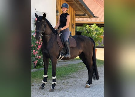 Deutsches Sportpferd, Stute, 5 Jahre, 168 cm, Dunkelbrauner