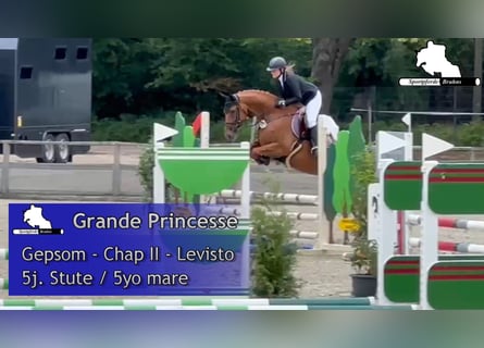 Deutsches Sportpferd, Stute, 5 Jahre, 168 cm, Fuchs