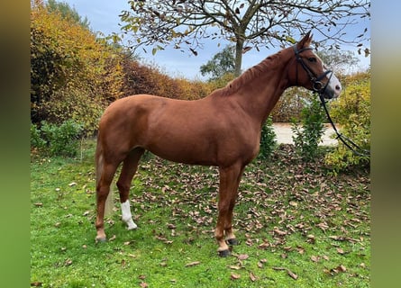 Deutsches Sportpferd, Stute, 5 Jahre, 169 cm, Fuchs