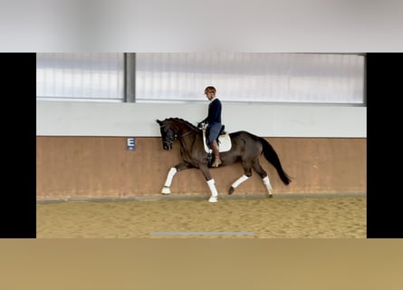 Deutsches Sportpferd, Stute, 5 Jahre, 169 cm, Rappe