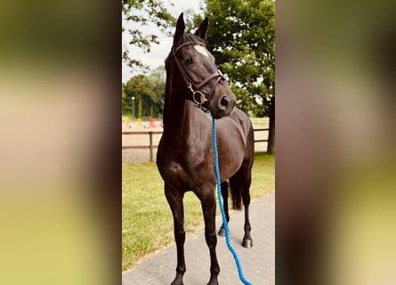 Deutsches Sportpferd, Stute, 5 Jahre, 169 cm, Rappe