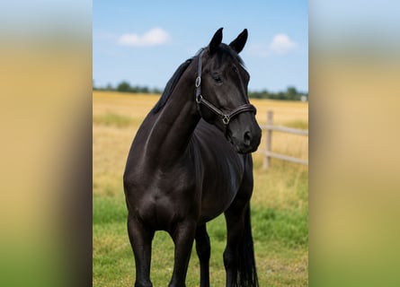 Deutsches Sportpferd, Stute, 5 Jahre, 170 cm, Dunkelbrauner