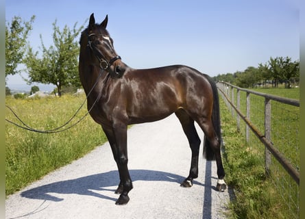 Deutsches Sportpferd, Stute, 5 Jahre, 170 cm, Dunkelbrauner