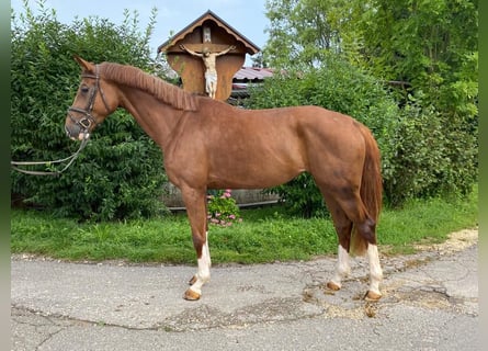 Deutsches Sportpferd, Stute, 5 Jahre, 170 cm, Dunkelfuchs
