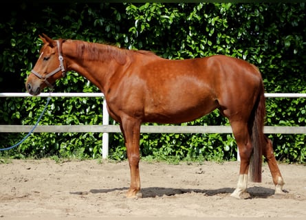 Deutsches Sportpferd, Stute, 5 Jahre, 170 cm, Fuchs