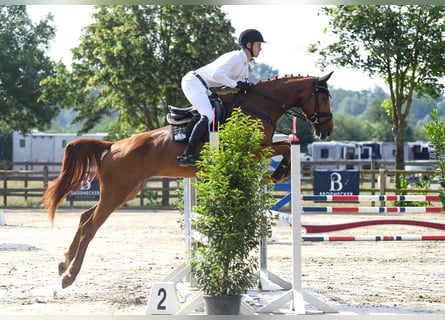 Deutsches Sportpferd, Stute, 5 Jahre, 170 cm, Fuchs