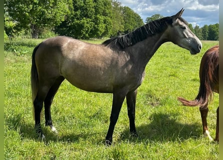 Deutsches Sportpferd, Stute, 5 Jahre, 170 cm, Rappschimmel