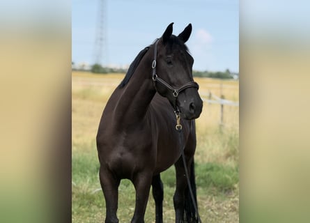 Deutsches Sportpferd, Stute, 5 Jahre, 170 cm, Schwarzbrauner