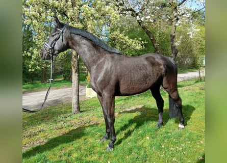 Deutsches Sportpferd, Stute, 5 Jahre, 170 cm, Schwarzbrauner