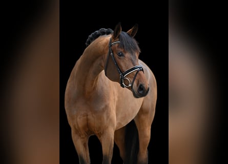 Deutsches Sportpferd, Stute, 5 Jahre, 171 cm, Brauner