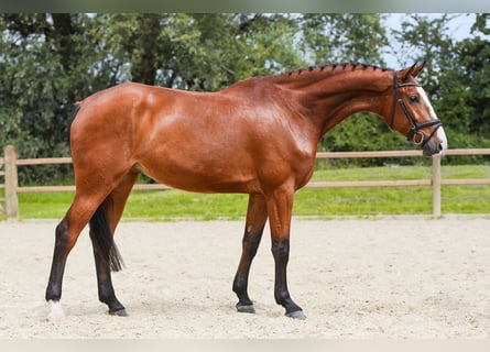 Deutsches Sportpferd, Stute, 5 Jahre, 171 cm, Brauner