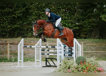 Deutsches Sportpferd, Stute, 5 Jahre, 171 cm, Brauner