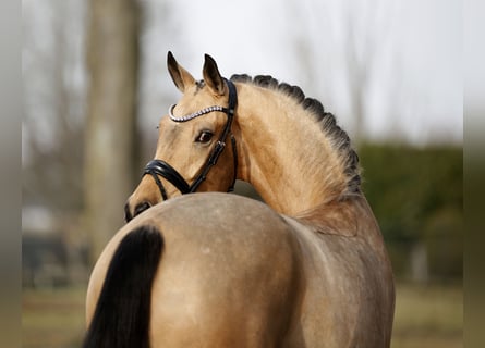 Deutsches Sportpferd, Stute, 5 Jahre, 171 cm, Falbe