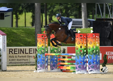 Deutsches Sportpferd, Stute, 5 Jahre, 172 cm, Brauner