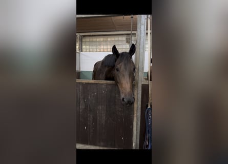 Deutsches Sportpferd, Stute, 5 Jahre, 172 cm, Dunkelbrauner