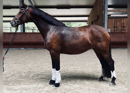 Deutsches Sportpferd, Stute, 5 Jahre, 172 cm, Dunkelbrauner