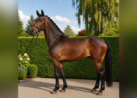 Deutsches Sportpferd, Stute, 5 Jahre, 172 cm, Rotbrauner