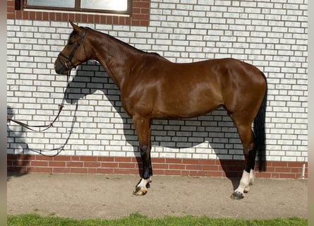 Deutsches Sportpferd, Stute, 5 Jahre, 173 cm, Brauner