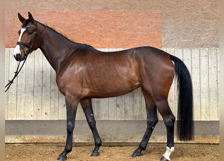 Deutsches Sportpferd, Stute, 5 Jahre, 173 cm, Dunkelbrauner