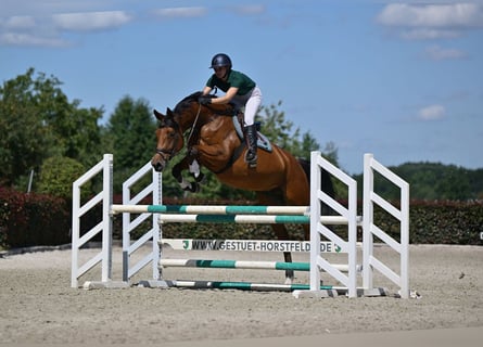 Deutsches Sportpferd, Stute, 5 Jahre, 174 cm, Brauner