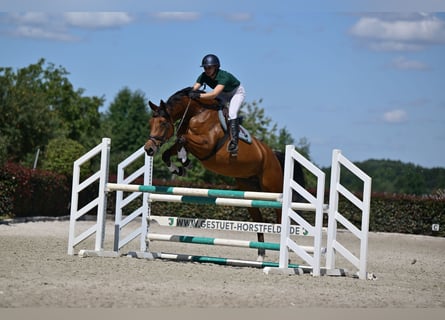 Deutsches Sportpferd, Stute, 5 Jahre, 174 cm