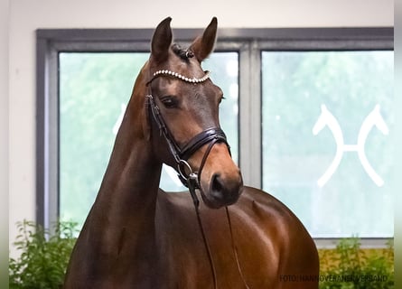 Deutsches Sportpferd, Stute, 5 Jahre, 176 cm, Dunkelbrauner