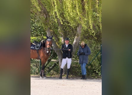 Deutsches Sportpferd, Stute, 5 Jahre, Brauner