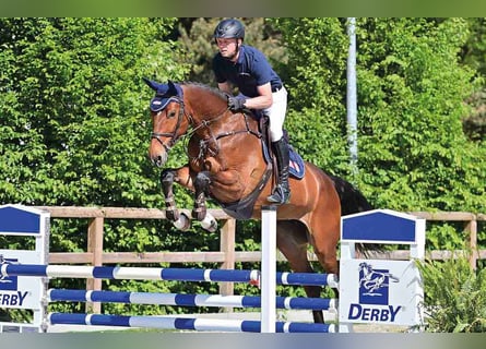 Deutsches Sportpferd, Stute, 5 Jahre, Brauner