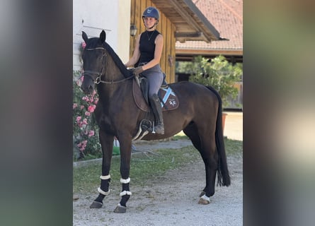 Deutsches Sportpferd, Stute, 5 Jahre, Dunkelbrauner