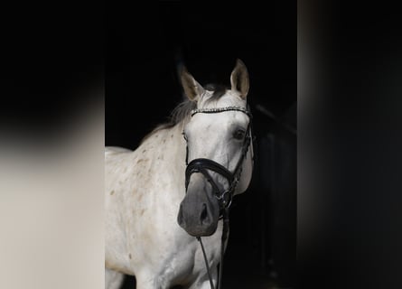 Deutsches Sportpferd, Stute, 6 Jahre, 157 cm, Tigerschecke