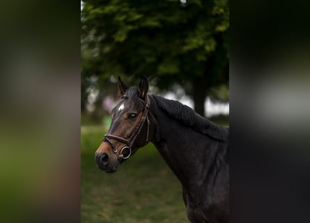 Deutsches Sportpferd, Stute, 6 Jahre, 160 cm, Dunkelbrauner