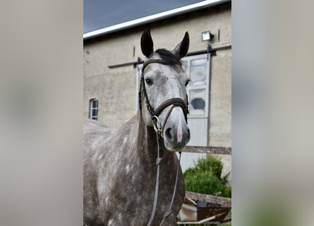 Deutsches Sportpferd, Stute, 6 Jahre, 161 cm, Schimmel