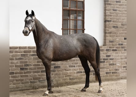 Deutsches Sportpferd, Stute, 6 Jahre, 161 cm, Schimmel