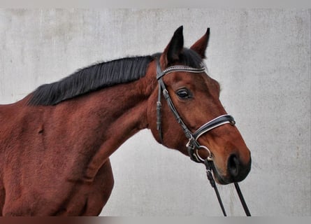 Deutsches Sportpferd, Stute, 6 Jahre, 162 cm, Brauner