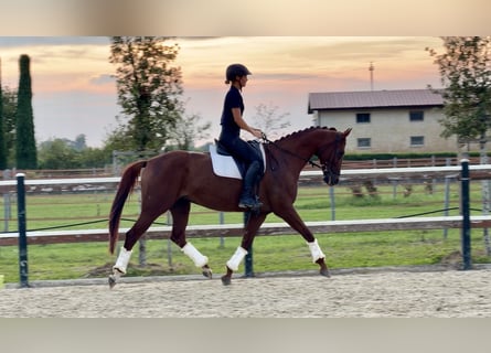 Deutsches Sportpferd, Stute, 6 Jahre, 163 cm, Fuchs