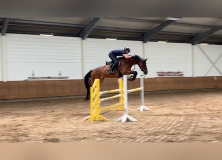 Deutsches Sportpferd, Stute, 6 Jahre, 164 cm, Brauner