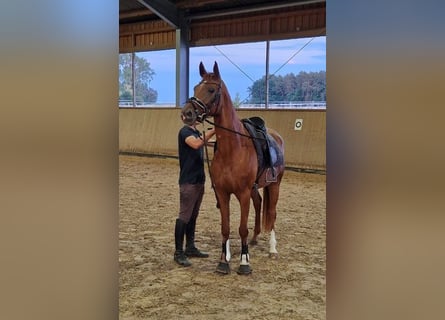 Deutsches Sportpferd, Stute, 6 Jahre, 164 cm, Fuchs