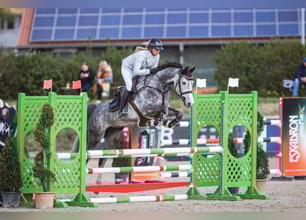 Deutsches Sportpferd, Stute, 6 Jahre, 164 cm, Schimmel