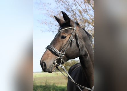 Deutsches Sportpferd, Stute, 6 Jahre, 165 cm, Dunkelbrauner